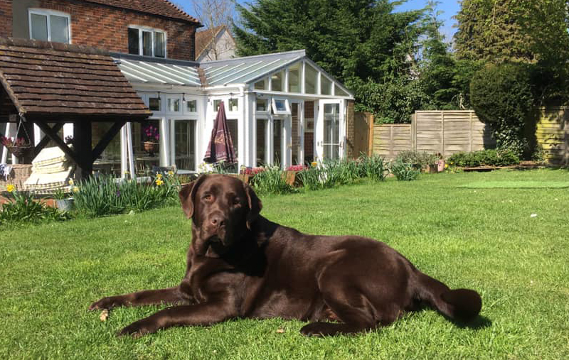 Dog friendly pub, Berkshire