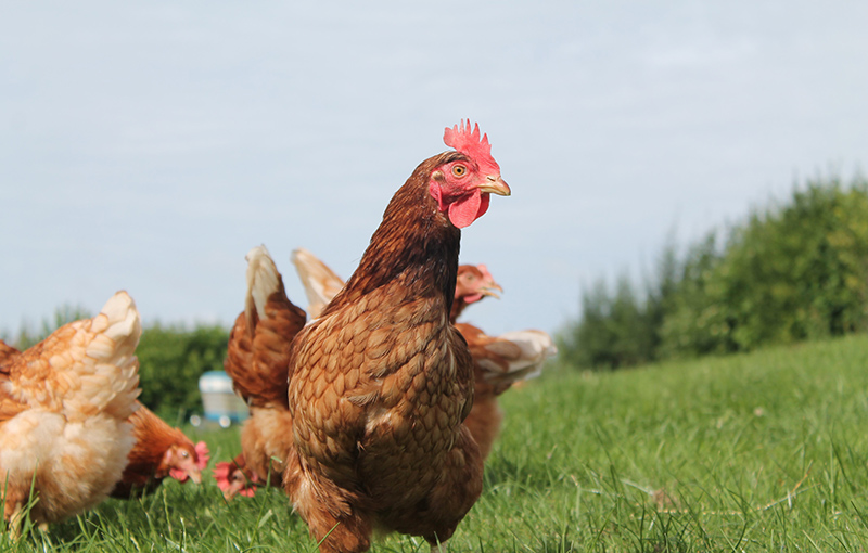 Beechwood Eggs Hens